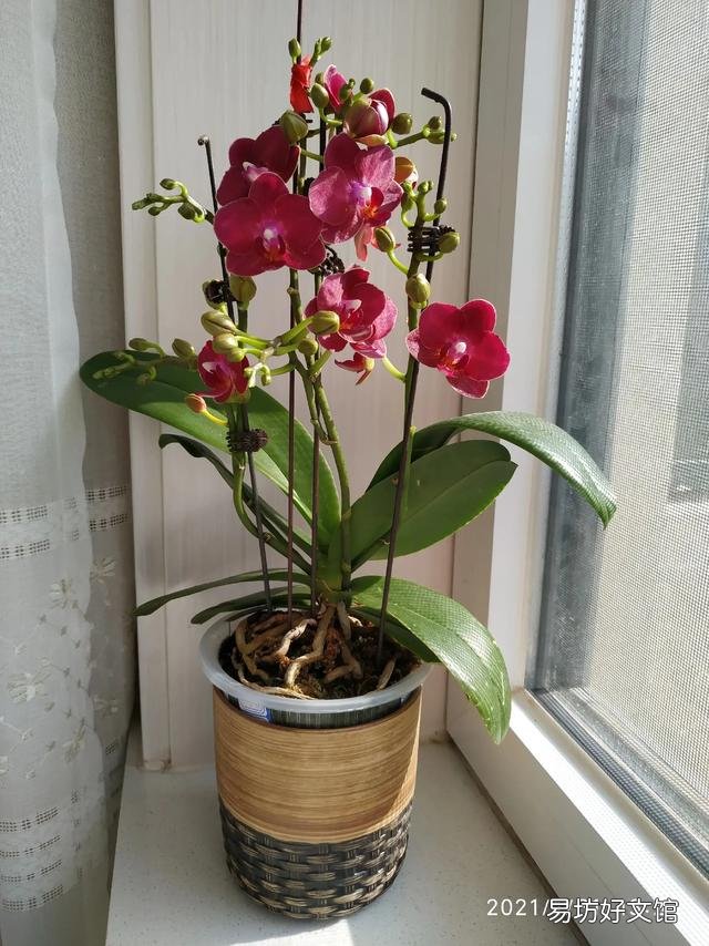 有喜欢蝴蝶兰的吗,难养吗?