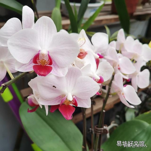 有喜欢蝴蝶兰的吗,难养吗?
