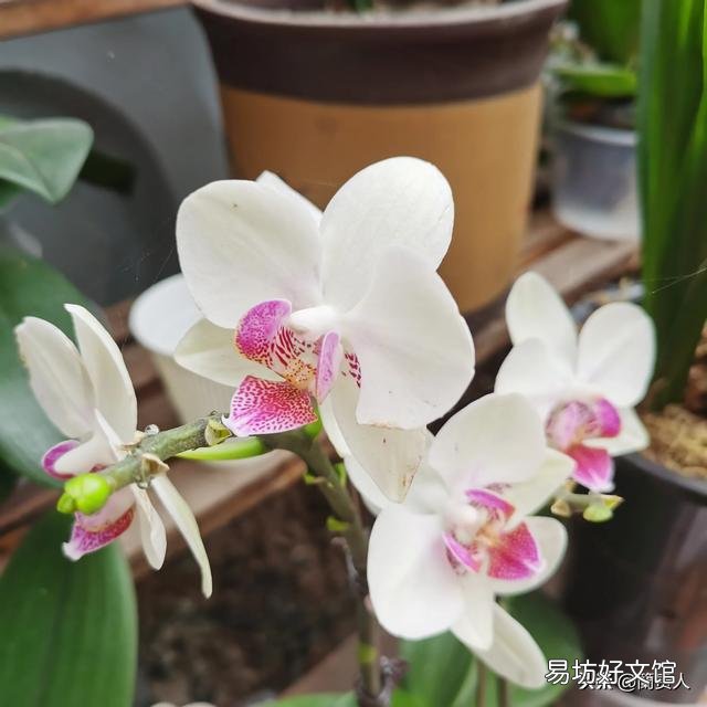 有喜欢蝴蝶兰的吗,难养吗?
