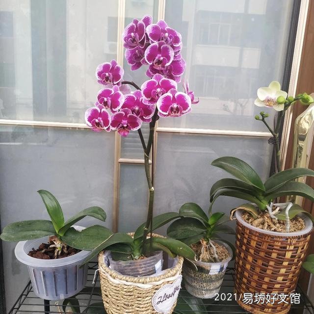 有喜欢蝴蝶兰的吗,难养吗?