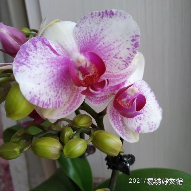 有喜欢蝴蝶兰的吗,难养吗?