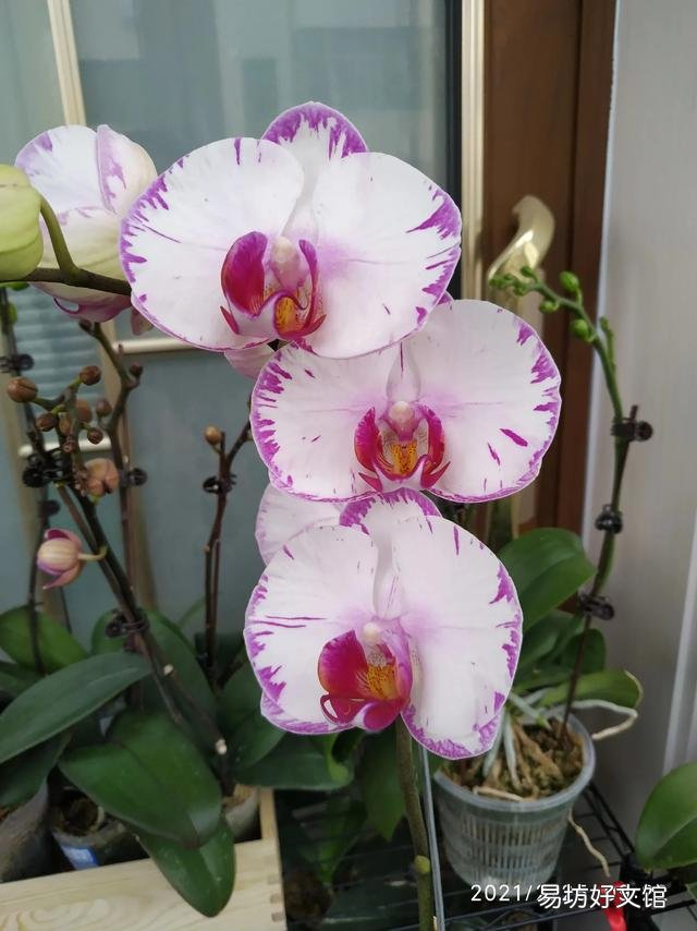 有喜欢蝴蝶兰的吗,难养吗?