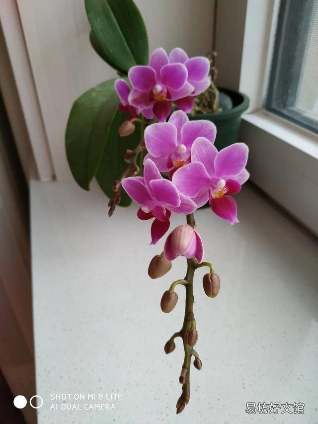 有喜欢蝴蝶兰的吗,难养吗?