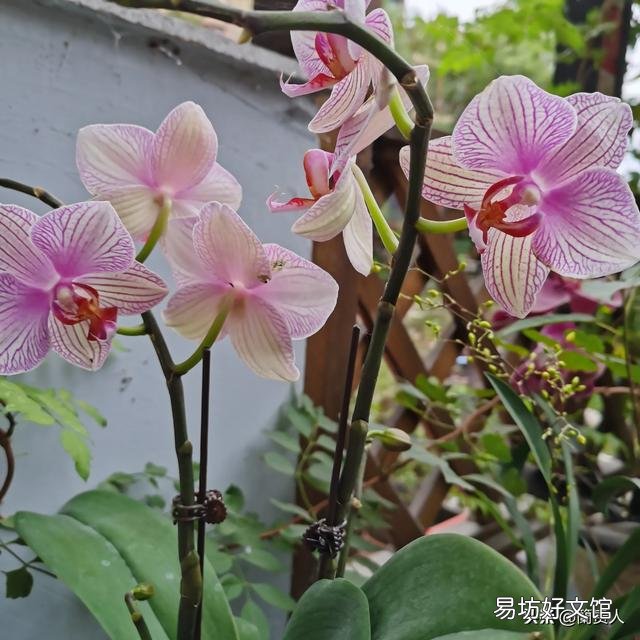 有喜欢蝴蝶兰的吗,难养吗?