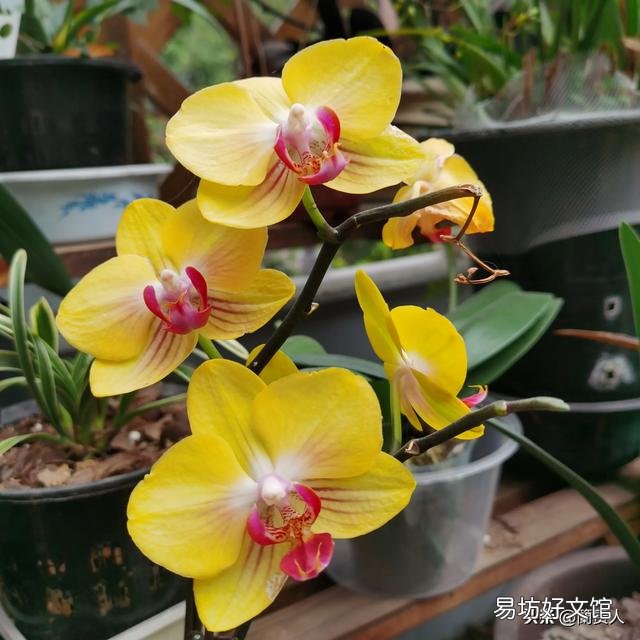 有喜欢蝴蝶兰的吗,难养吗?
