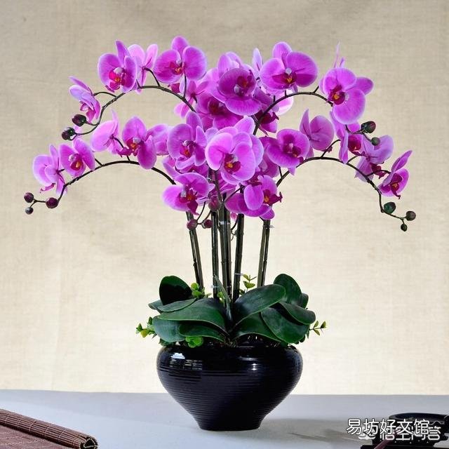 有喜欢蝴蝶兰的吗,难养吗?