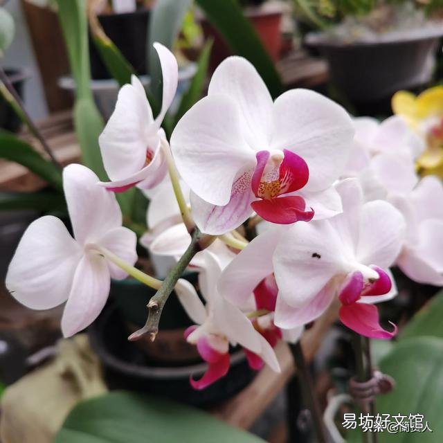 有喜欢蝴蝶兰的吗,难养吗?