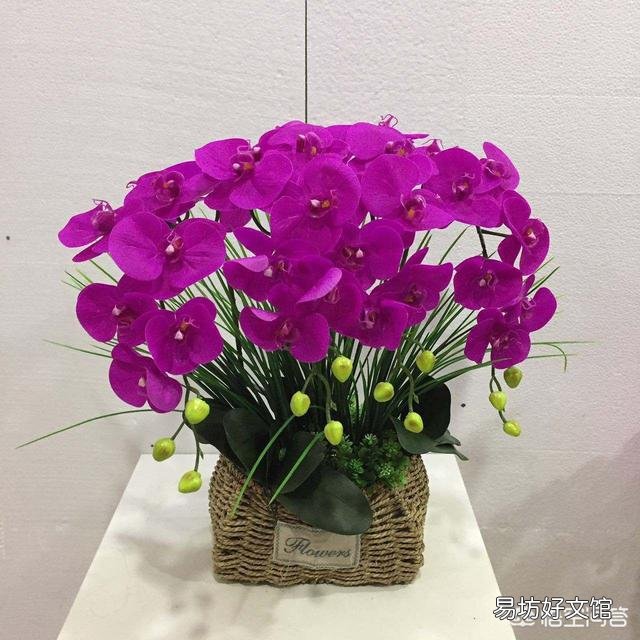 有喜欢蝴蝶兰的吗,难养吗?