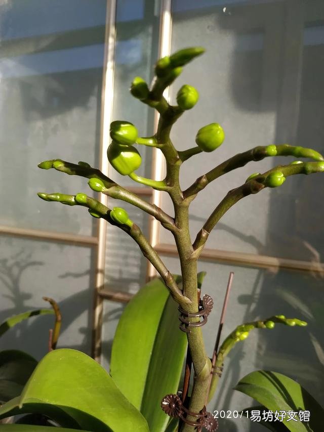 有喜欢蝴蝶兰的吗,难养吗?