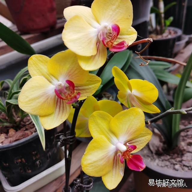 有喜欢蝴蝶兰的吗,难养吗?