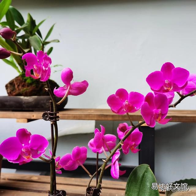 有喜欢蝴蝶兰的吗,难养吗?