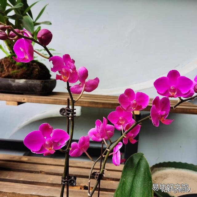 有喜欢蝴蝶兰的吗,难养吗?