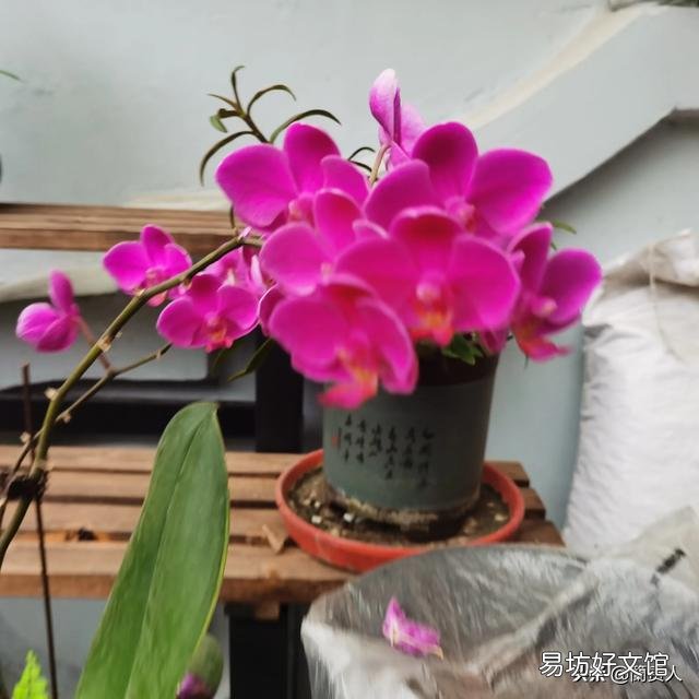 有喜欢蝴蝶兰的吗,难养吗?