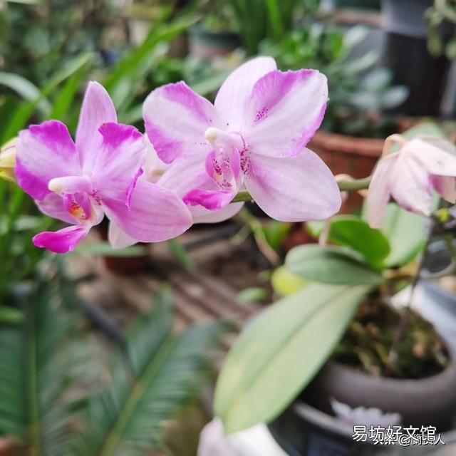 有喜欢蝴蝶兰的吗,难养吗?