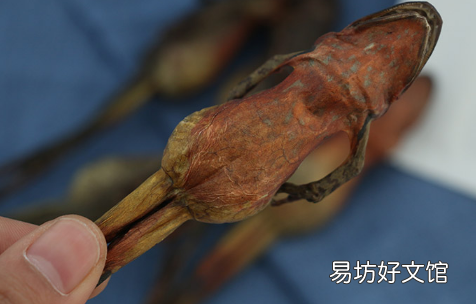 雪蛤可以天天吃吗 女性吃雪蛤真有那么好吗