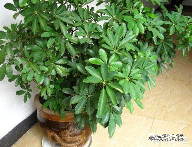 鸭角木叶筋黄而叶肉绿是什么原因？