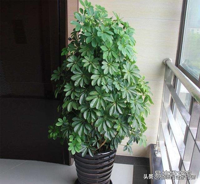 鸭角木叶筋黄而叶肉绿是什么原因？