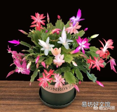 如何给两种颜色的蟹爪兰分盆？