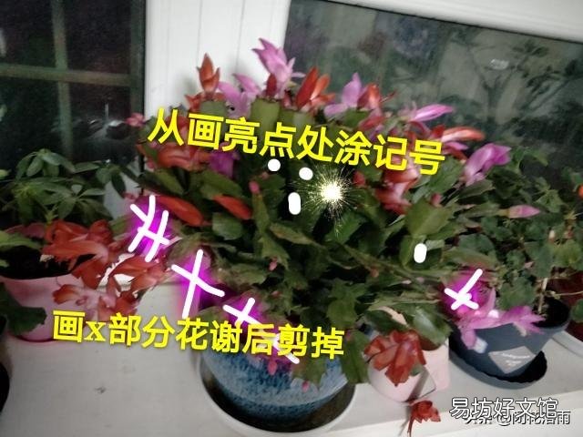 如何给两种颜色的蟹爪兰分盆？