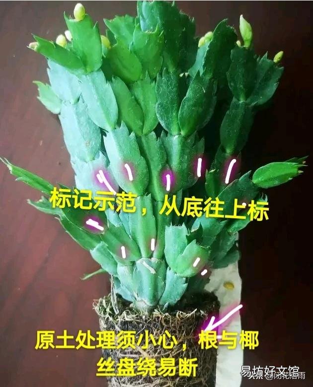 如何给两种颜色的蟹爪兰分盆？