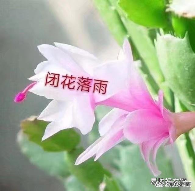 如何给两种颜色的蟹爪兰分盆？