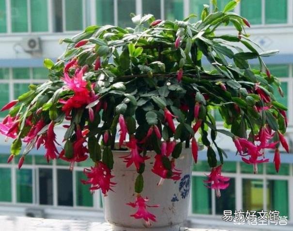 如何给两种颜色的蟹爪兰分盆？