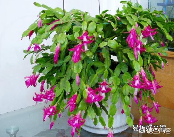如何给两种颜色的蟹爪兰分盆？