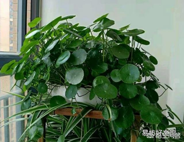 铜钱草在北方怎样过冬?