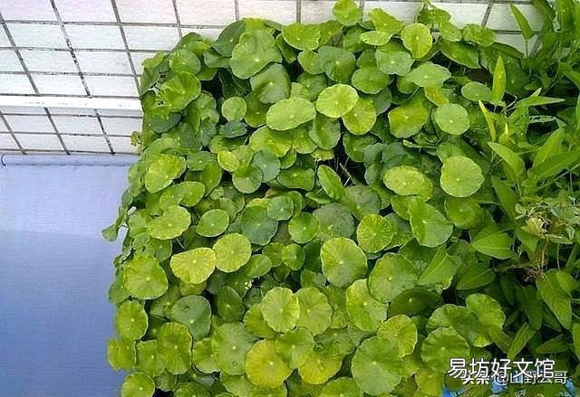 铜钱草在北方怎样过冬?