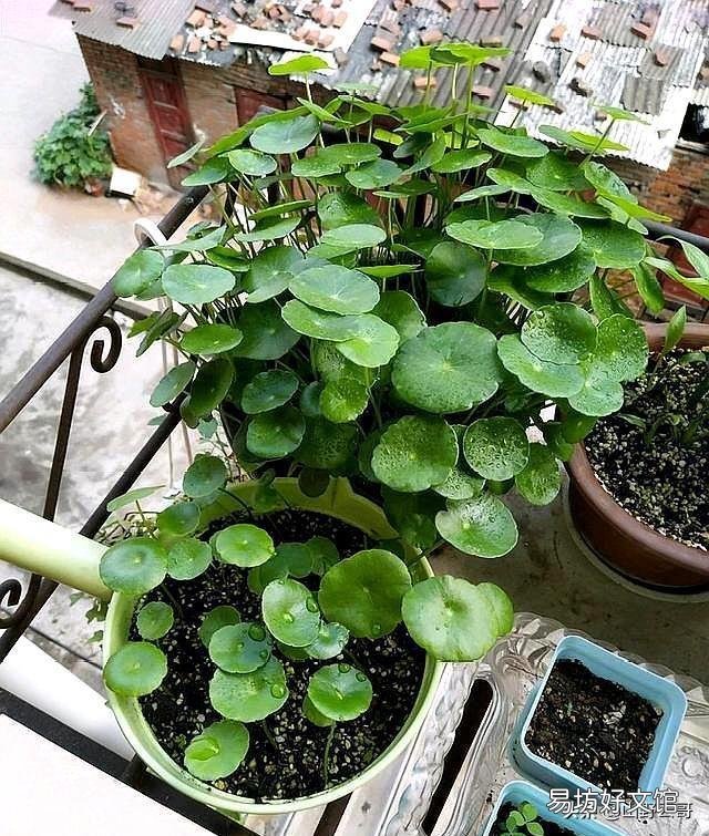 铜钱草在北方怎样过冬?