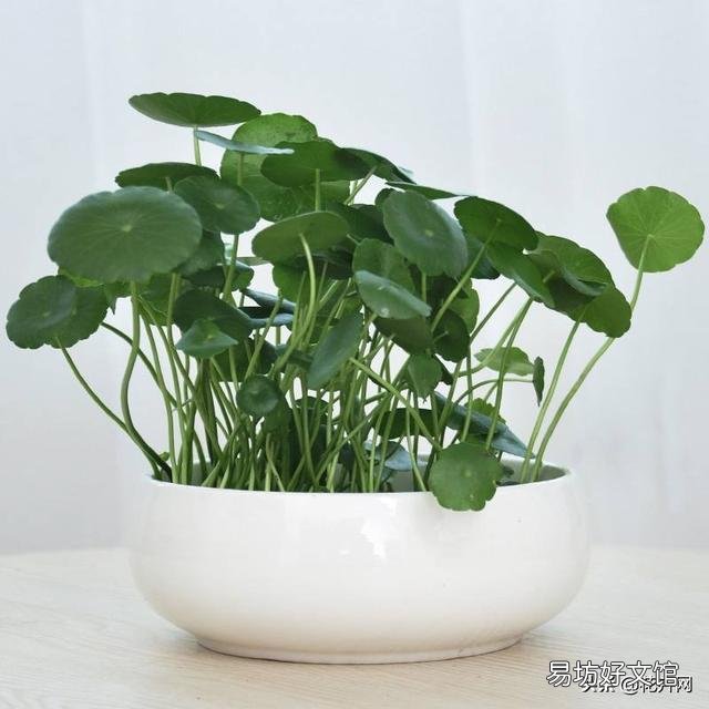 铜钱草在北方怎样过冬?