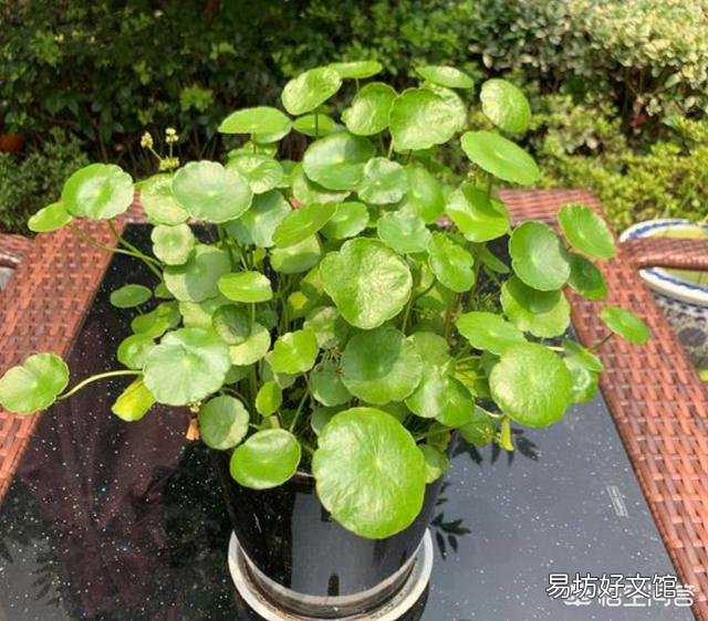 铜钱草在北方怎样过冬?