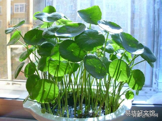铜钱草在北方怎样过冬?