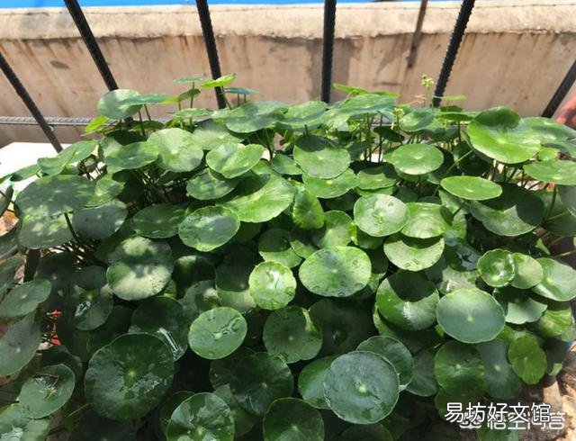 铜钱草在北方怎样过冬?