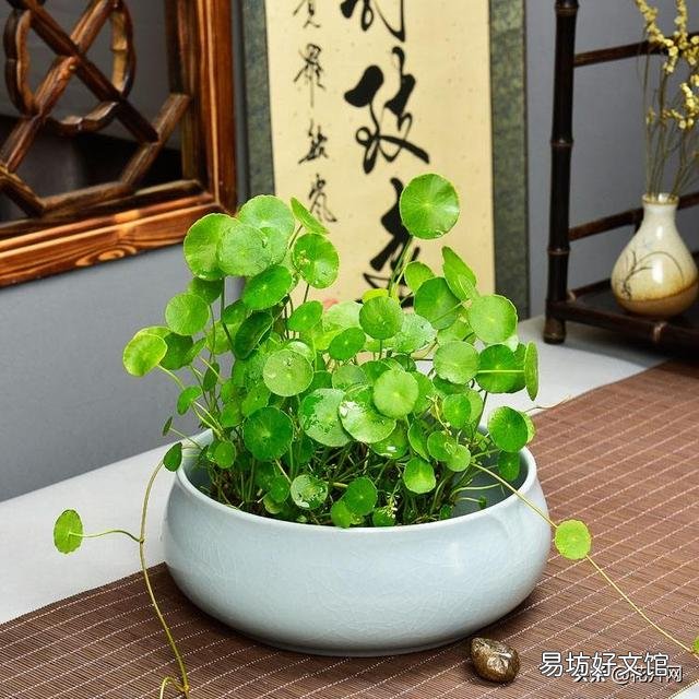 铜钱草在北方怎样过冬?