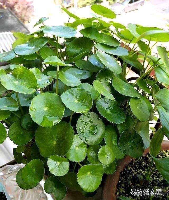 铜钱草在北方怎样过冬?