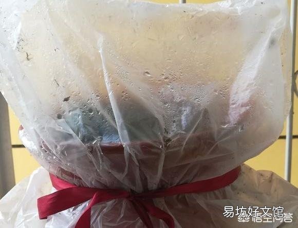 三角梅什么时候插杆最容易成活?