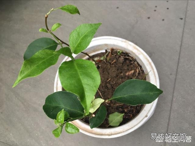 三角梅什么时候插杆最容易成活?