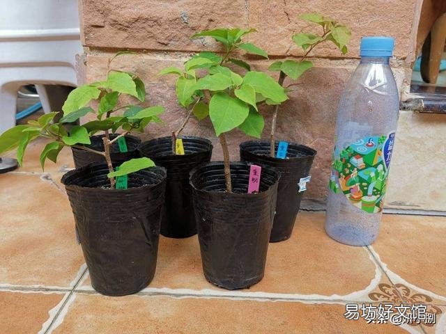 三角梅什么时候插杆最容易成活?