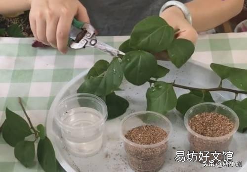 三角梅什么时候插杆最容易成活?