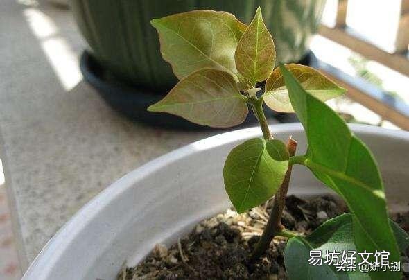 三角梅什么时候插杆最容易成活?