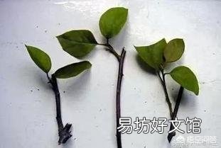 三角梅什么时候插杆最容易成活?