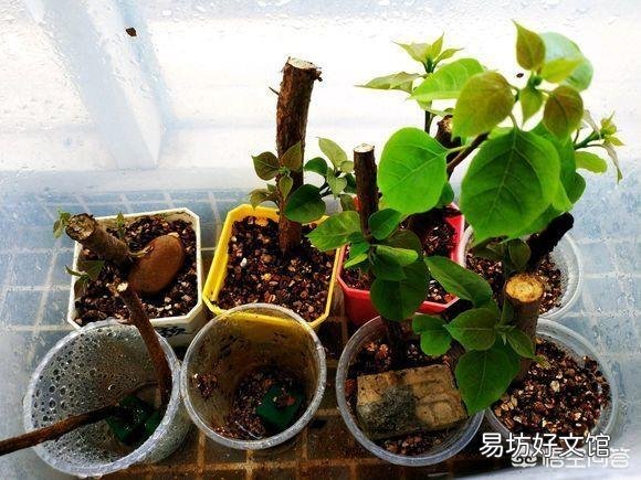三角梅什么时候插杆最容易成活?