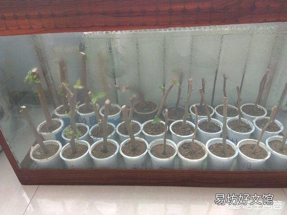 三角梅什么时候插杆最容易成活?
