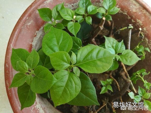 三角梅什么时候插杆最容易成活?