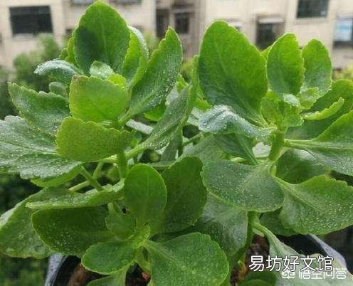 朋友给了一盆长寿花,有花蕾了,可是叶子都是黄了,怎么养护啊?