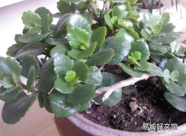 朋友给了一盆长寿花,有花蕾了,可是叶子都是黄了,怎么养护啊?