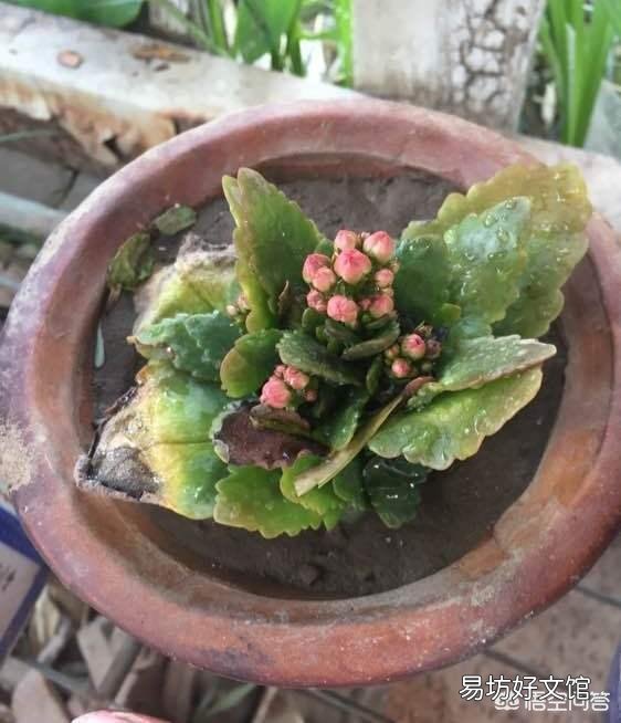 朋友给了一盆长寿花,有花蕾了,可是叶子都是黄了,怎么养护啊?