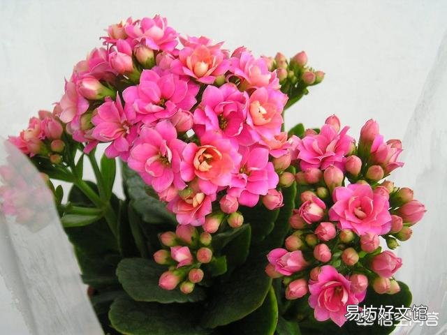 朋友给了一盆长寿花,有花蕾了,可是叶子都是黄了,怎么养护啊?