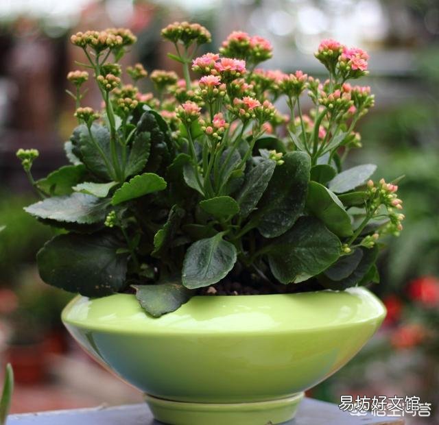 朋友给了一盆长寿花,有花蕾了,可是叶子都是黄了,怎么养护啊?